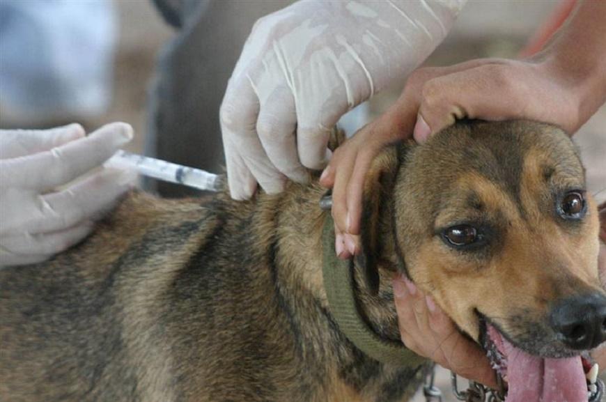 Vacunan mascotas contra la rabia en la zona 7 de Xela este lunes 