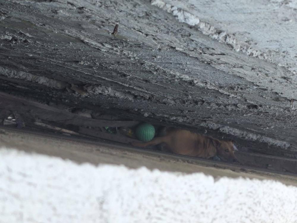 Bomberos Municipales rescatan a perrito atrapado en espacio estrecho