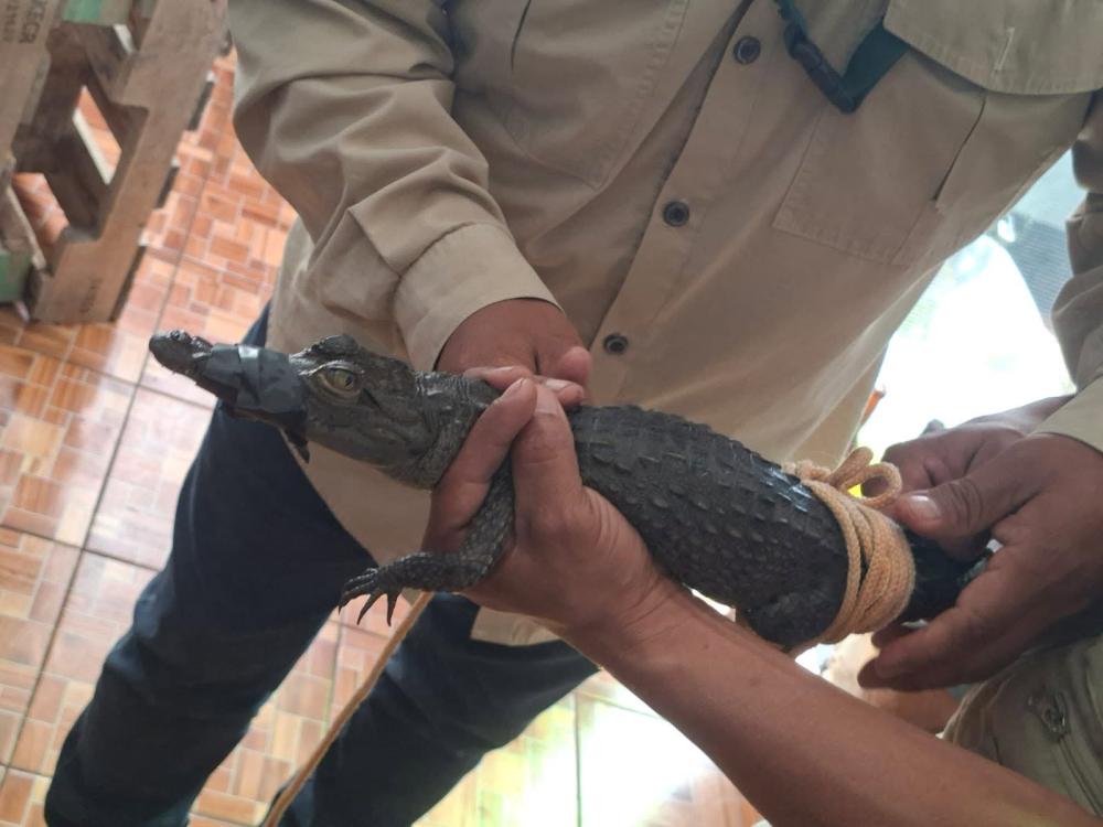 Allanamiento en Sololá deja dos capturados y un caimán rescatado