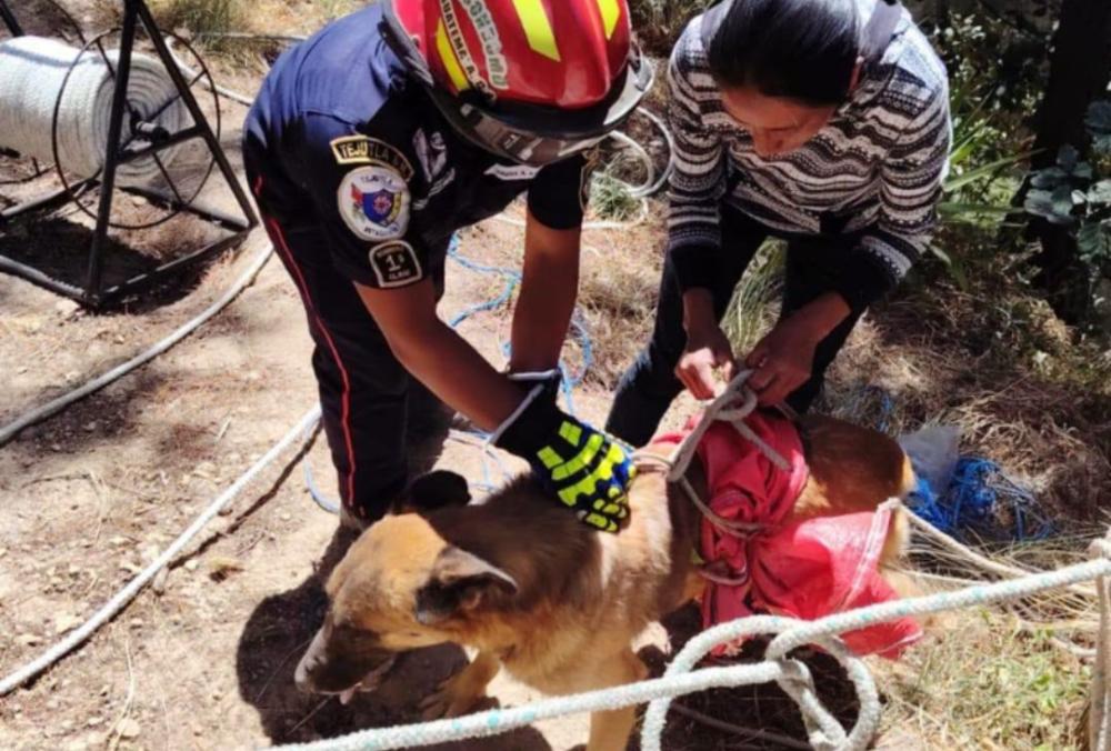 Rescatan a perro que pasó tres días en un barranco en Tejutla