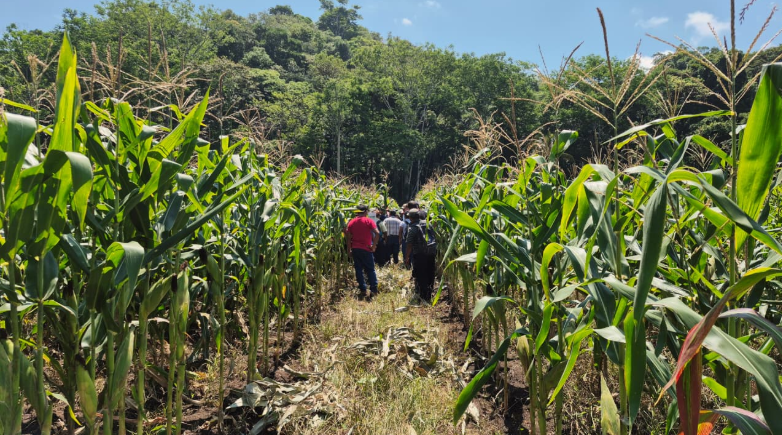 MAGA alerta a productores por calor extremo y lluvias intensas