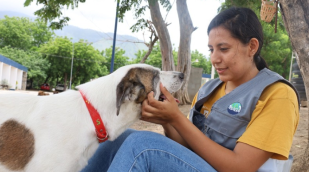 Impulsan la adopción responsable de perros y gatos en Guatemala
