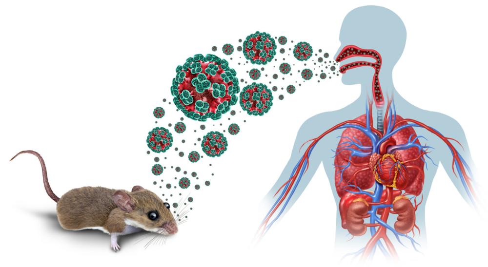 Brote de hantavirus en crucero deja tres muertos y alerta sanitaria