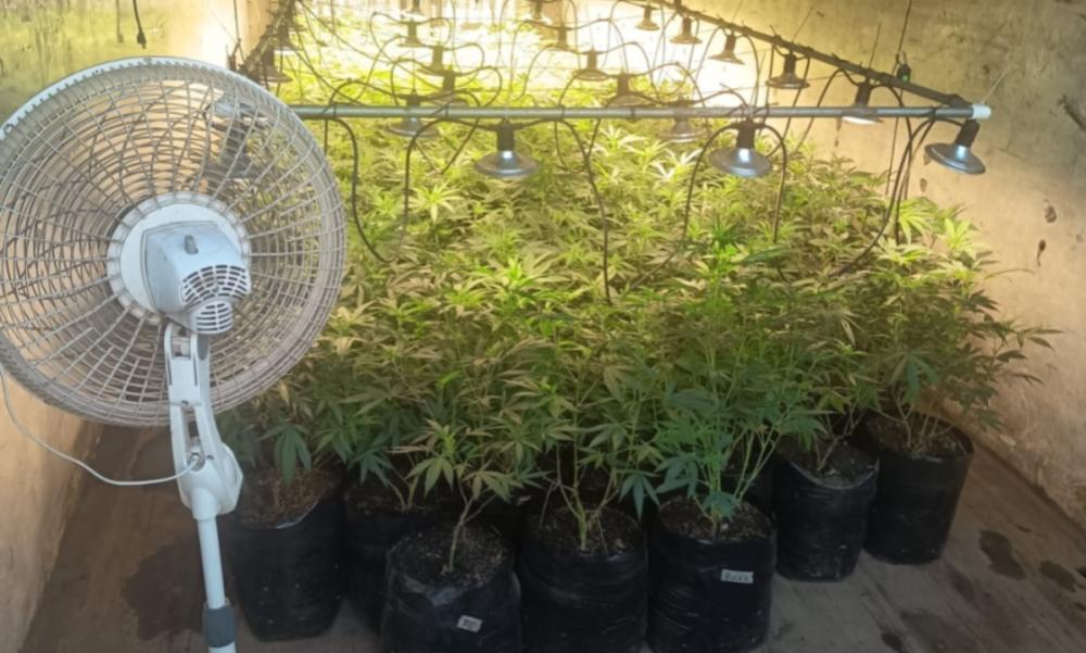 Allanamiento en San Andrés Itzapa revela cultivo de ilícitos 
